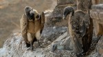 vultures