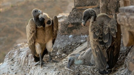 vultures
