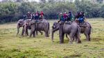 First-time safari-goers should look beyond tiger sightings and observe the wider forest ecosystem in National Parks.