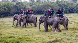 First-time safari-goers should look beyond tiger sightings and observe the wider forest ecosystem in National Parks.