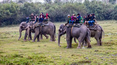 First-time safari-goers should look beyond tiger sightings and observe the wider forest ecosystem in National Parks.