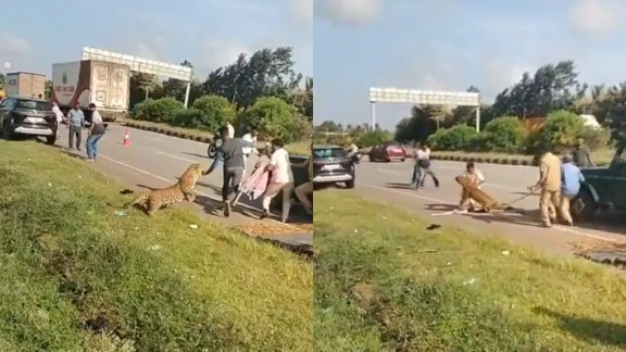 Karnataka leopard attack video