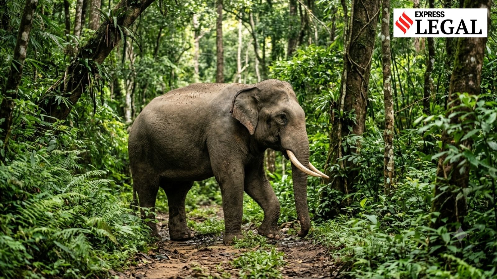 State is Custodian of Wildlife and Liable for Animal Attacks, Rules Kerala High Court
