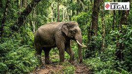 Kerala high court wildlife elephant case