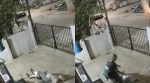 Koppal monkey attack