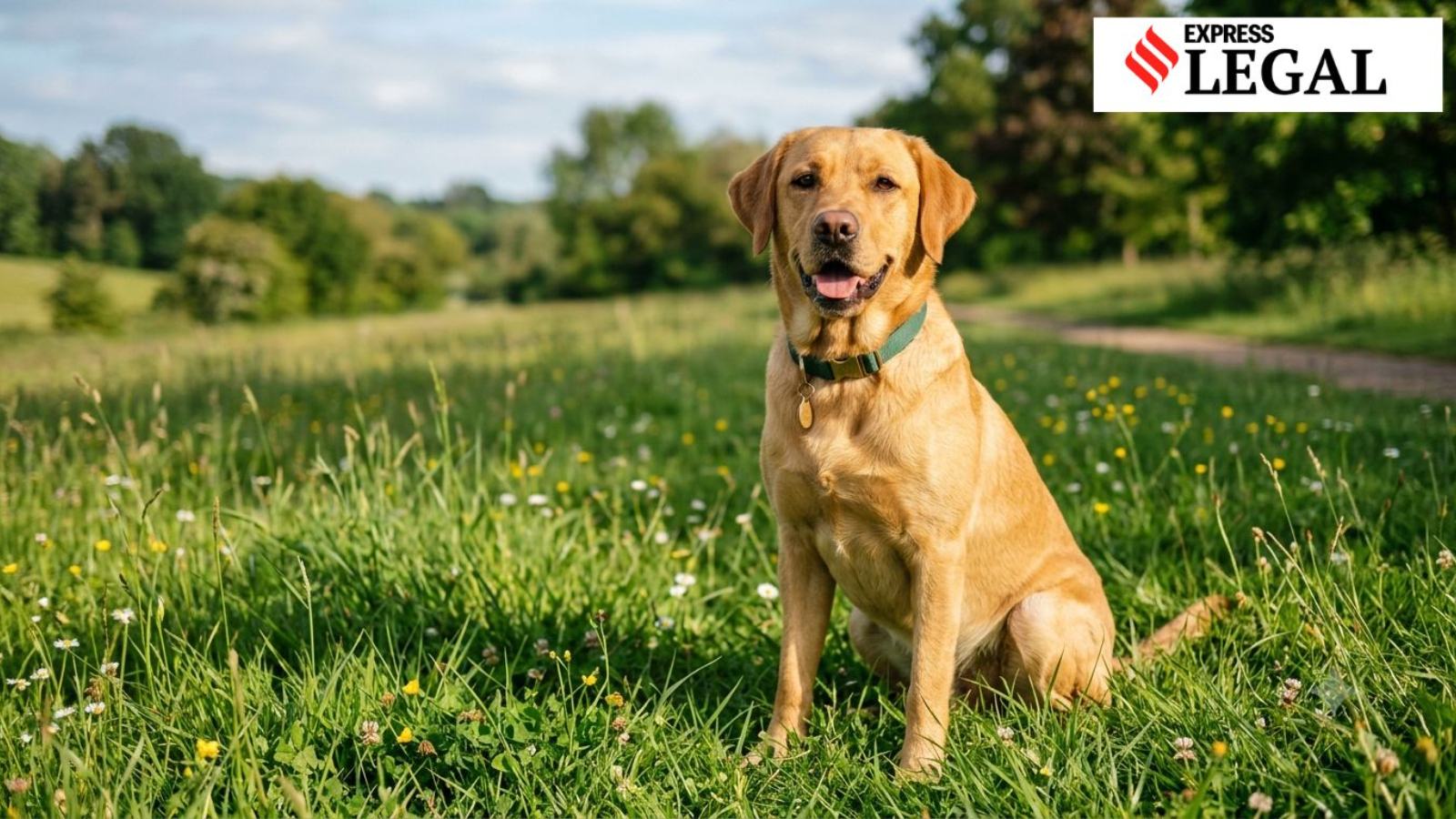 2 surgeries, lost puppies: Why a Labrador owner lost a consumer case against vet