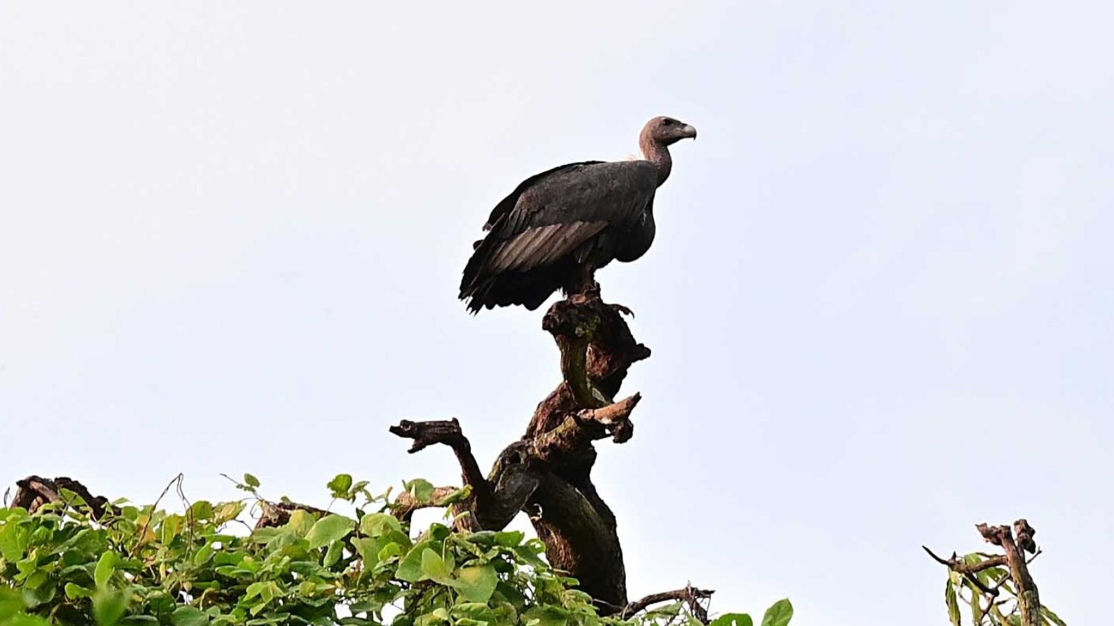 From 22 to 347: How a Maharashtra village banned loudspeakers and saved its vultures