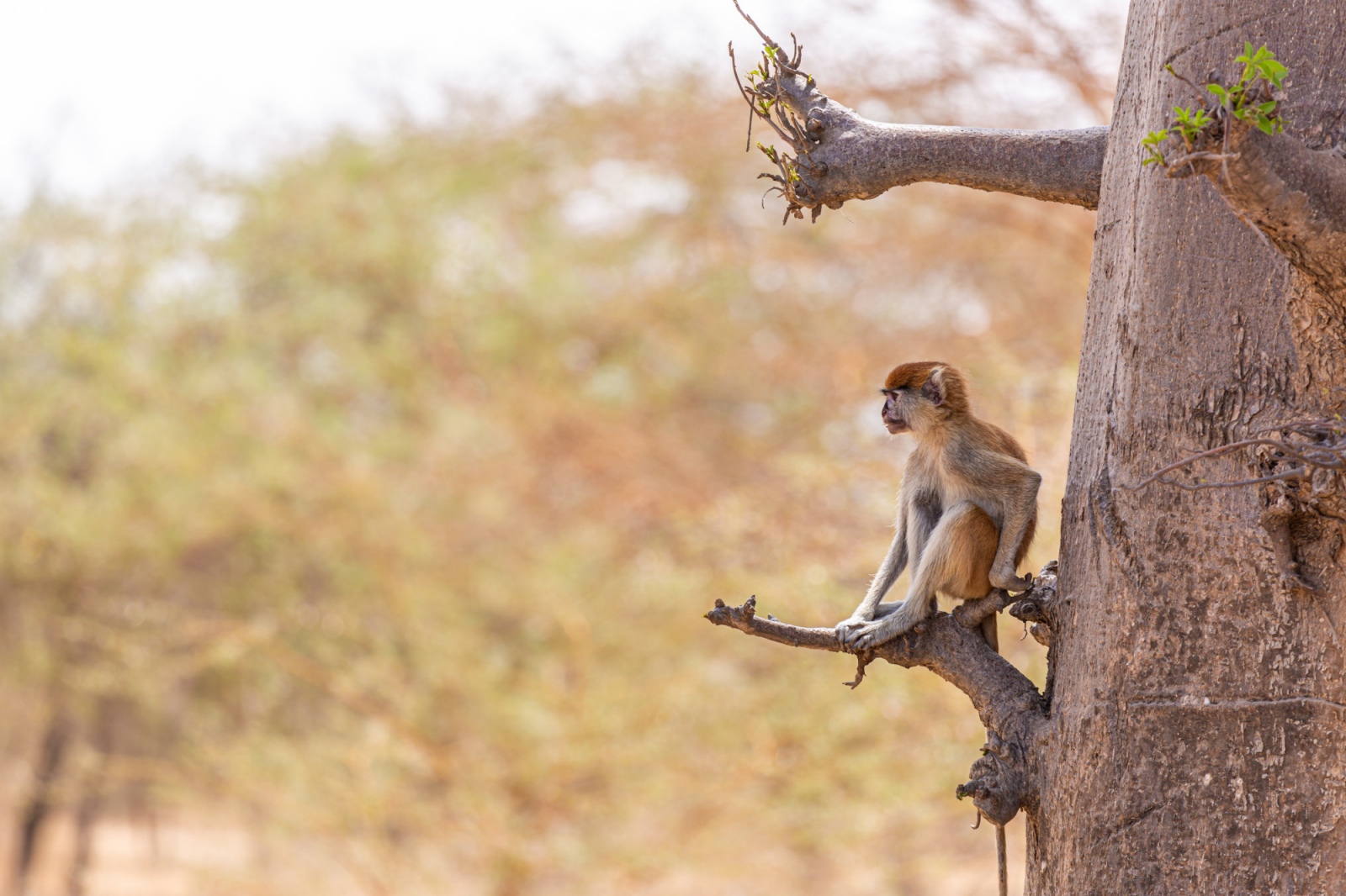 Monkey 1