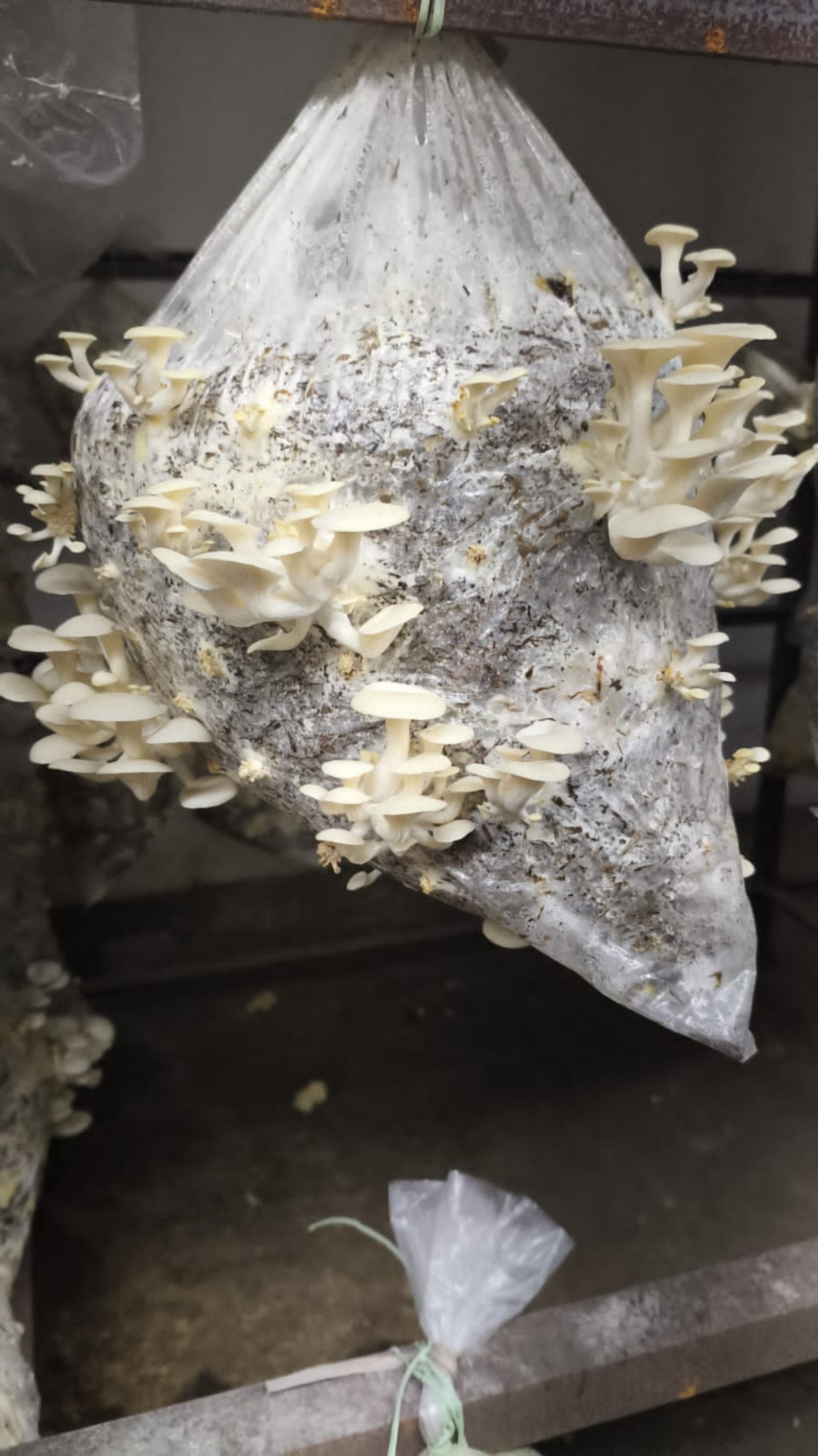 Oyster mushroom growing