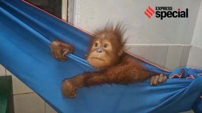 Express special, Express special stories, India probes origin of baby orangutans, baby orangutans origins, baby orangutans repatriation Indonesia, Indonesia baby orangutans repatriation, Indian express news, current affairs