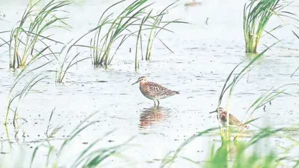 Knowledge Nugget: Why is the rare Sharp-tailed Sandpiper’s sighting in Delhi significant?