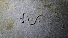 In Kutch, a forest officer finds a snake species last seen 150 years ago