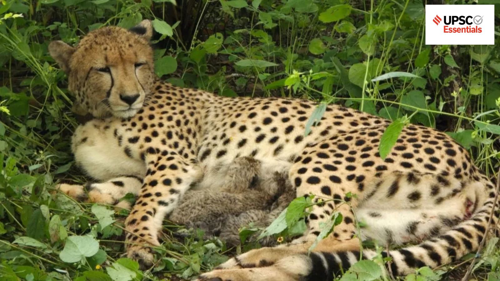 UPSC Essentials daily subject quiz : Environment and Geography MCQs on Project Cheetah, functions of the National Green 