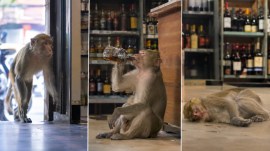 Ranchi monkey wine shop