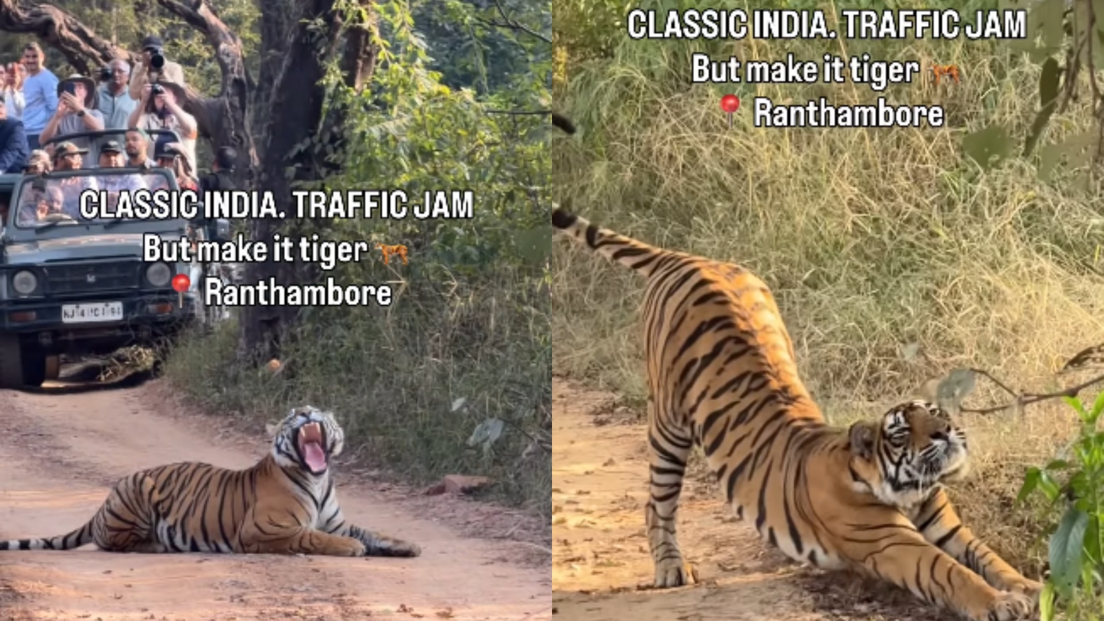 Ranthambore tiger naps on road, leaves 30 safari jeeps waiting: ‘Classic India Traffic jam’