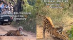 Ranthambore tiger