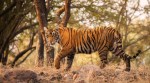 Royal bengal tiger