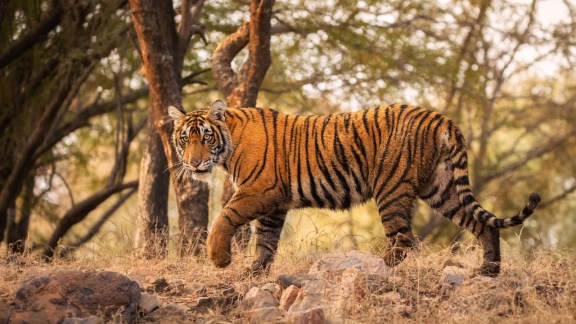 Royal bengal tiger