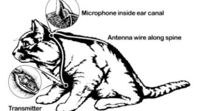 animals
