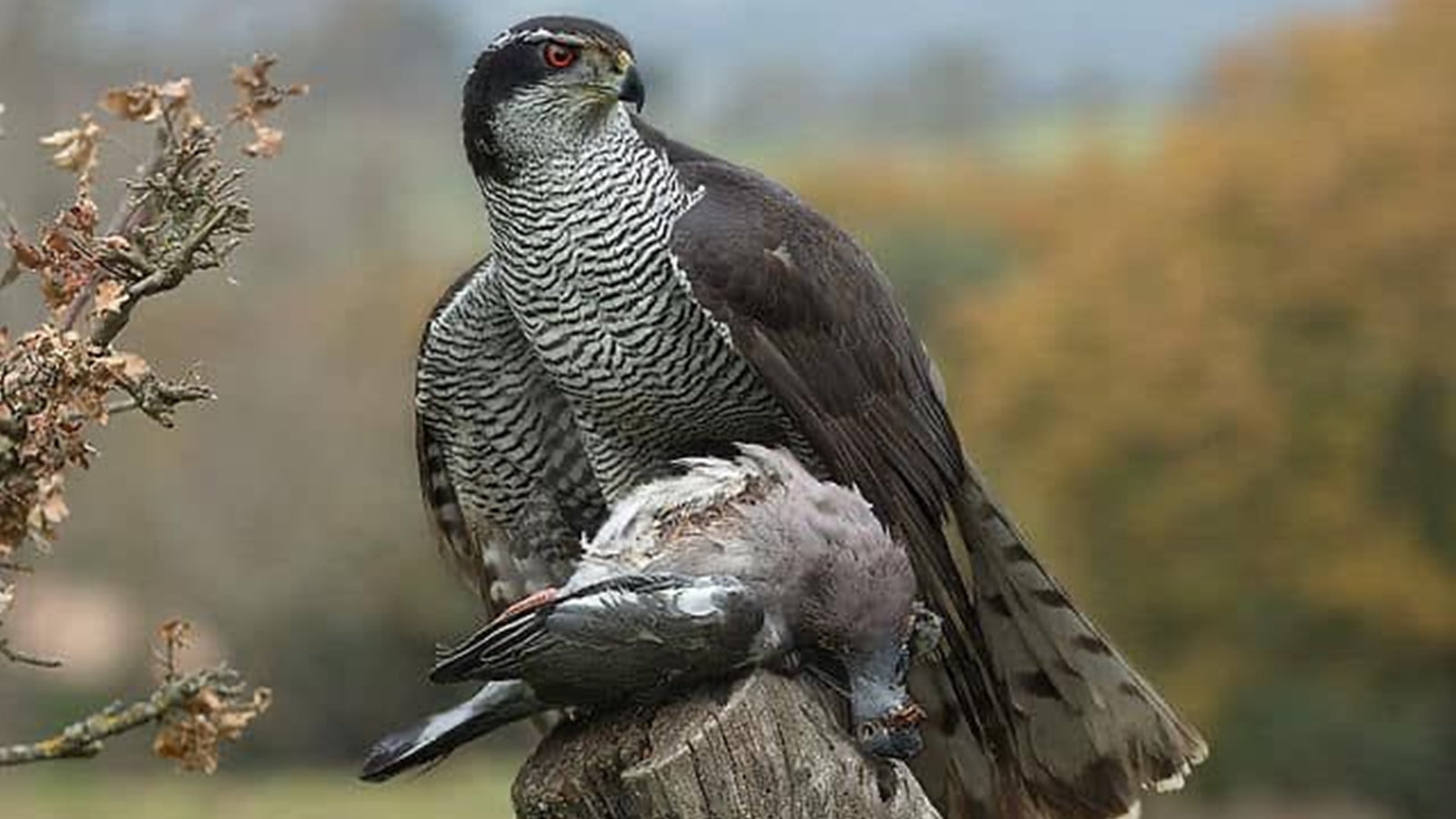 In Punjab, the baaz, a rare hawk and state bird, creates a flutter in poll ring