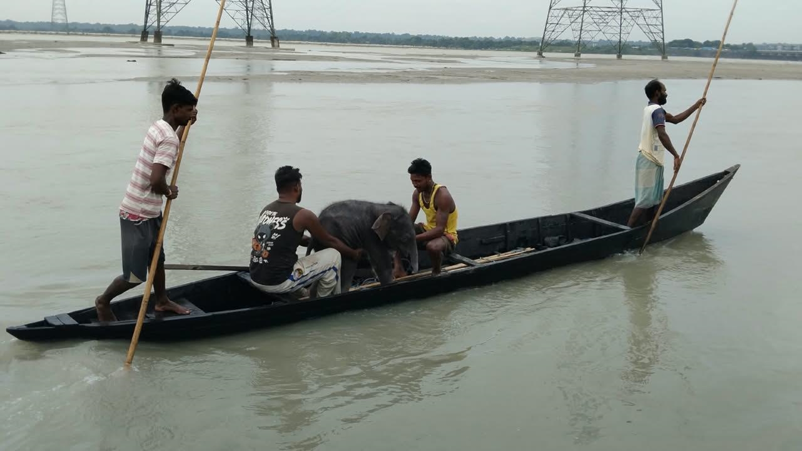 Fishermen and Forest Officials Rescue Elephant Calf Swept Away in Teesta River