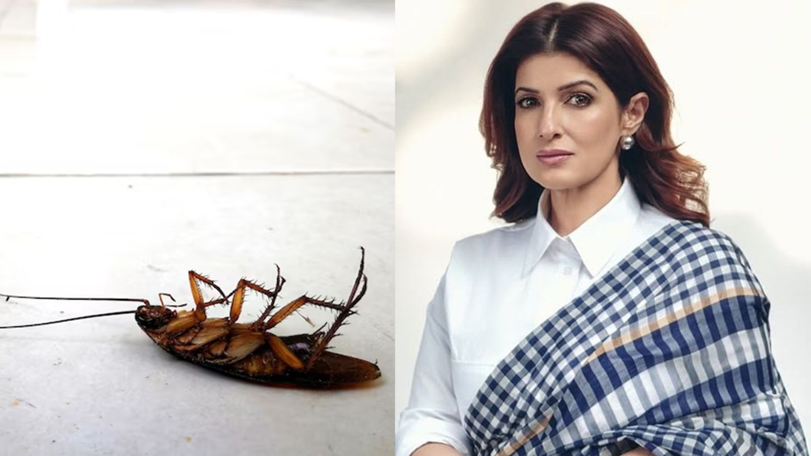 Twinkle Khanna’s ‘desi jugaad’ to keep cockroaches and ants out of your kitchen Twinkle Khanna’s ‘desi jugaad’ to keep cockroaches and ants out of your kitchen