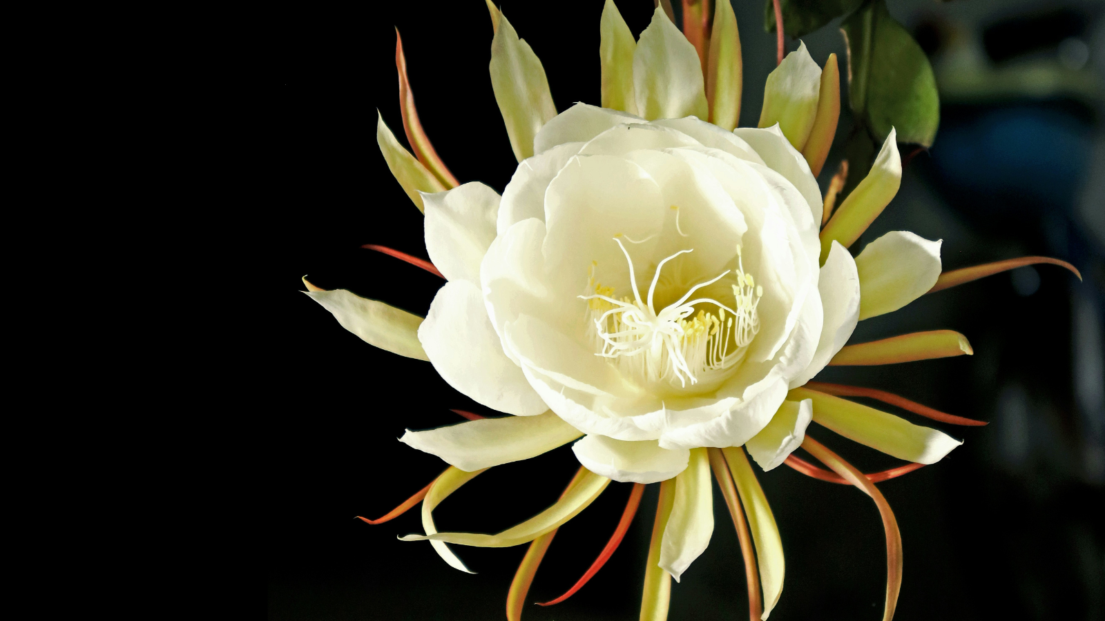 Brahma Kamal flower