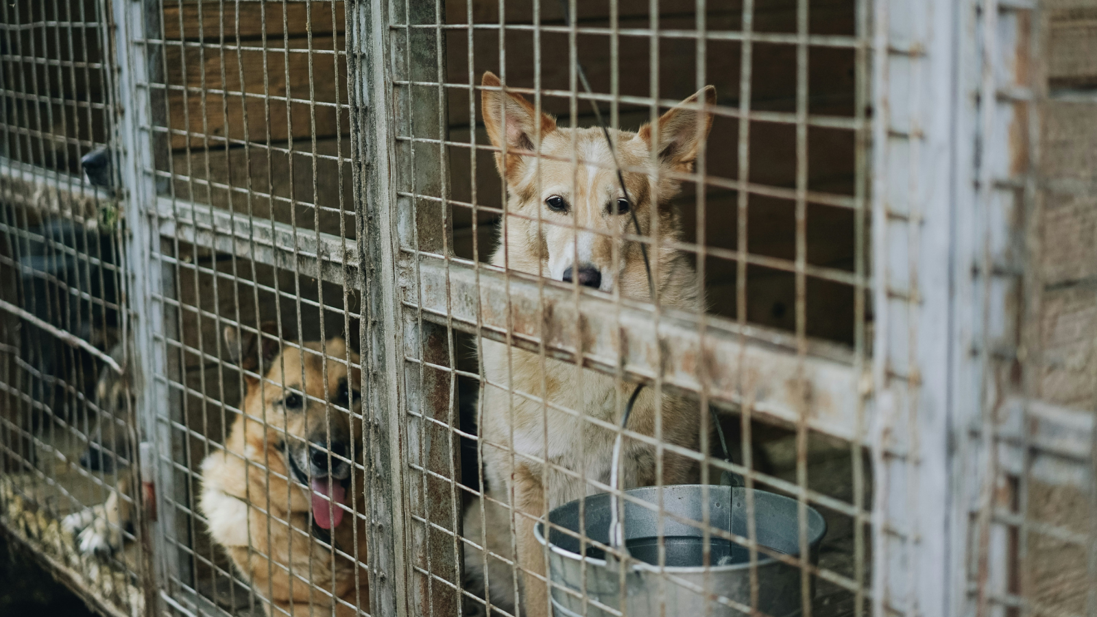 A rescued dog needs patience, routine and a safe environment to adjust to its new surroundings