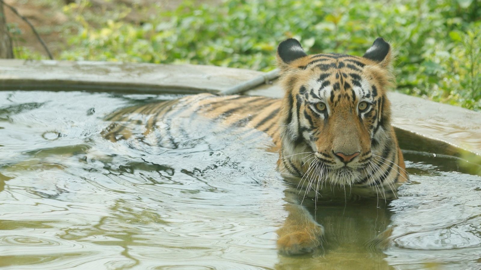 When you visit Sanjay Gandhi National Park, Bijalee won’t be there When you visit Sanjay Gandhi National Park, Bijalee won’t be there