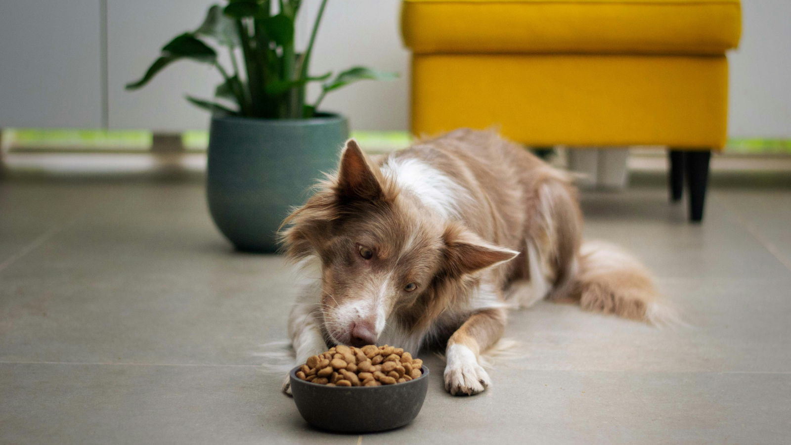 A dog eating pet food