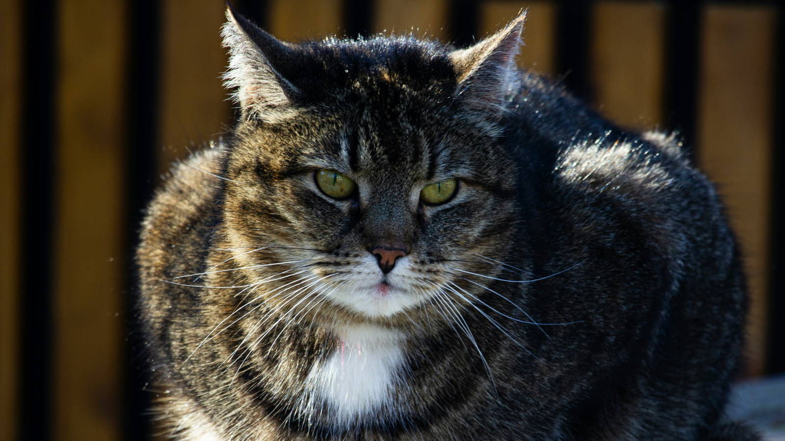 Pet obesity