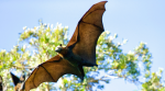 A bat hanging upside down as scientists study how bats' immune systems respond to bat virus