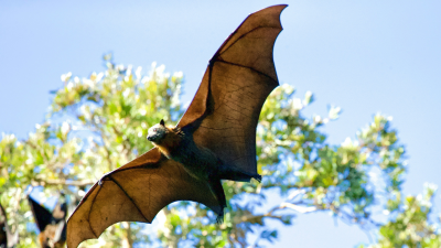 Why Bats Don’t Get Sick From Viruses They Carry
