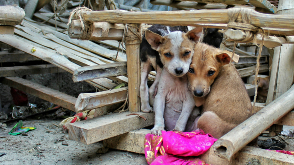 For rescued dogs, a calm environment and consistent care can be the first steps towards feeling at home again