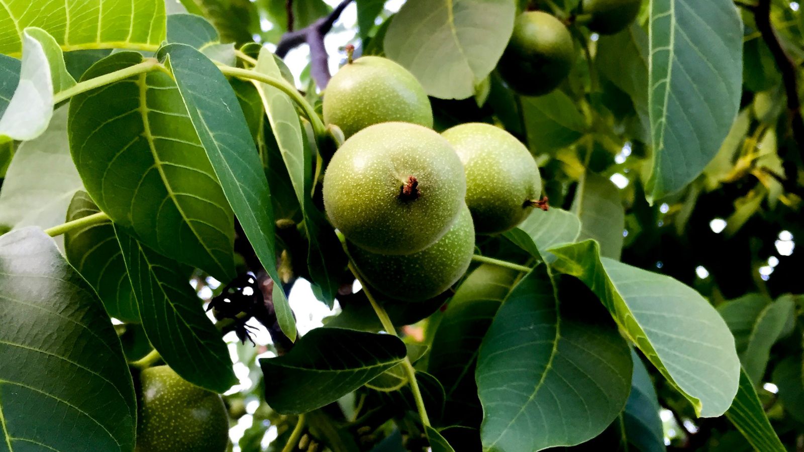 Fresh green walnuts have a softer, creamier kernel, while mature walnuts are dried and have a longer shelf life 