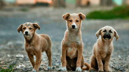 rescued dog training