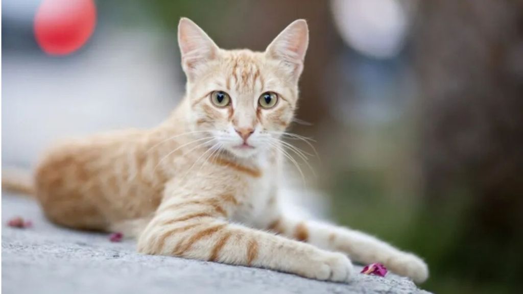 Mumbai dead cats