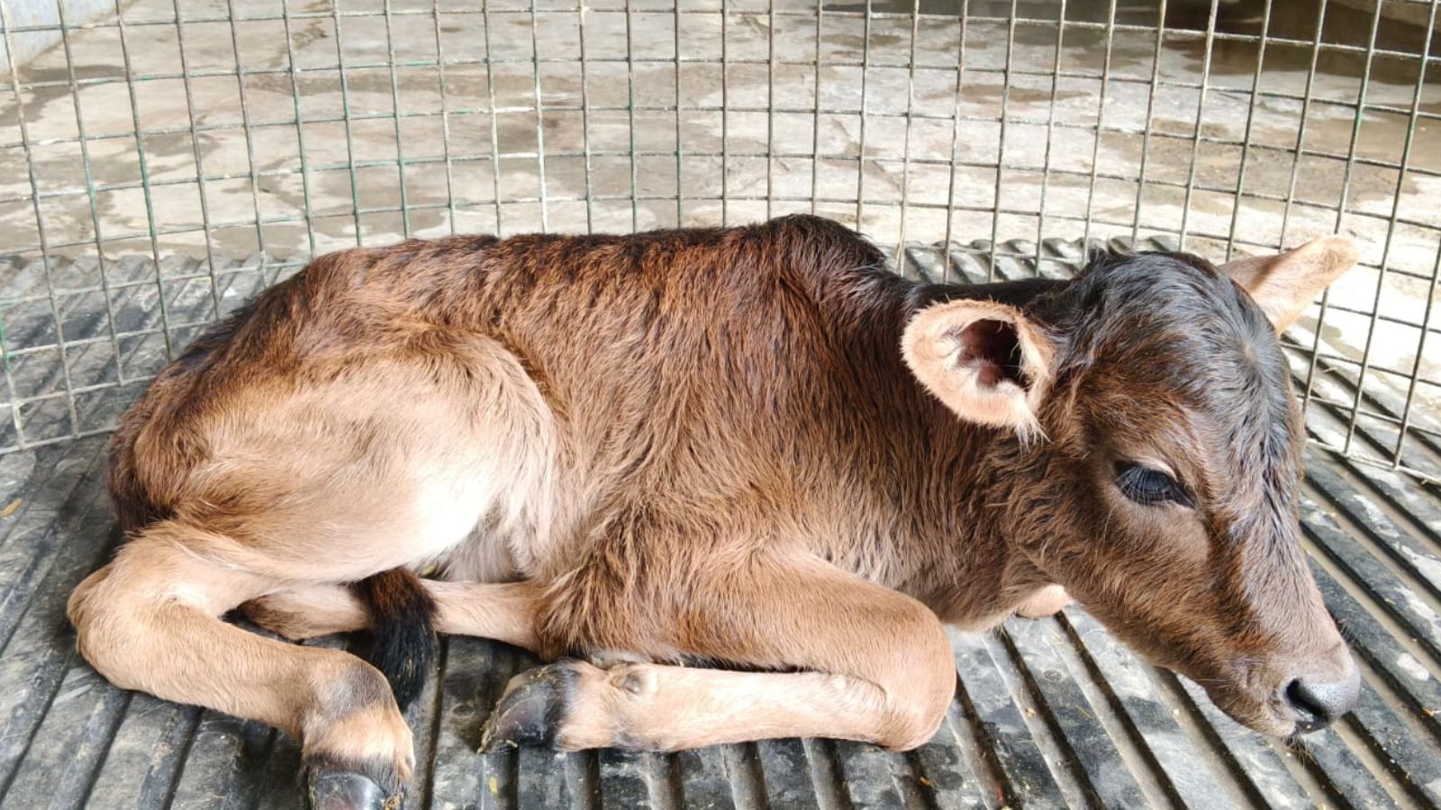 Sahiwal cow gives birth to Badri calf via IVF in Uttarakhand