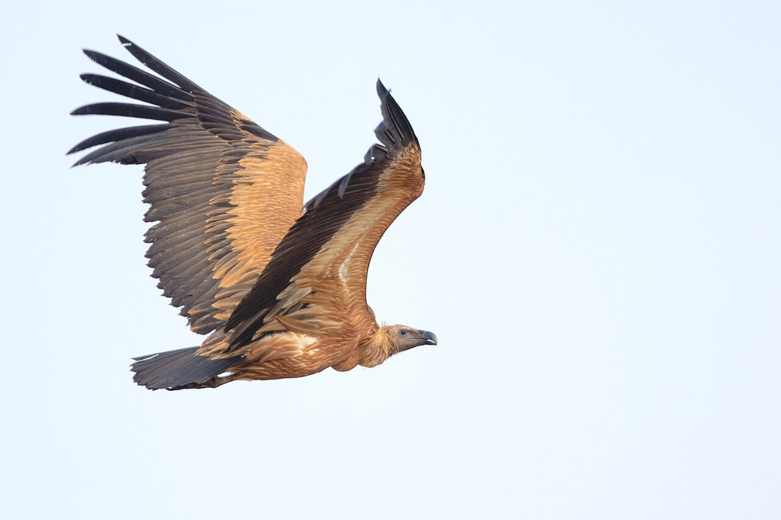 vulture