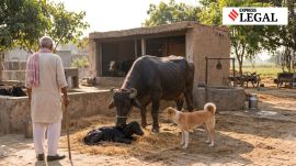 Punjab and Haryana High Court dog attack buffalo placenta assault case