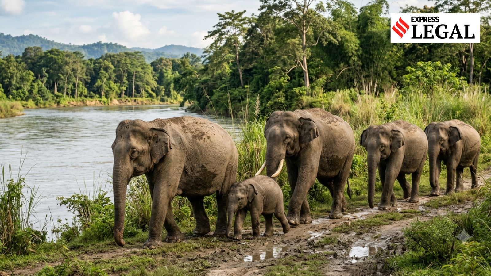 ‘Ill-treatment’ concern: Gauhati High Court refuses to halt transfer of 5 elephants to TN