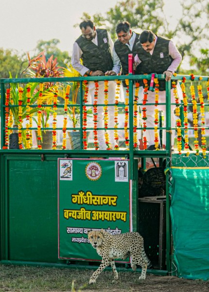 Madhya Pradesh Chief Minister Mohan Yadav releases a female cheetah at Gandhi Sagar Sanctuary, in Neemuch, Madhya Pradesh. (@DrMohanYadav51/X via PTI Photo)