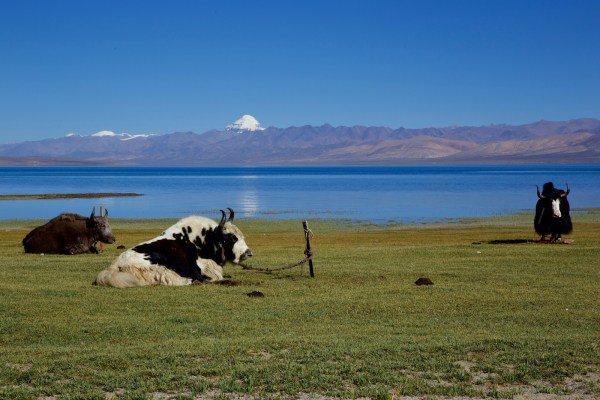 Yaks used in the pilgrimage to Mount Kailash on the banks of Lake Mansarovar (Wikipedia)