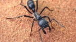 ant
