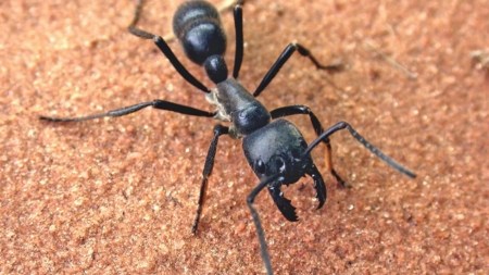 ant