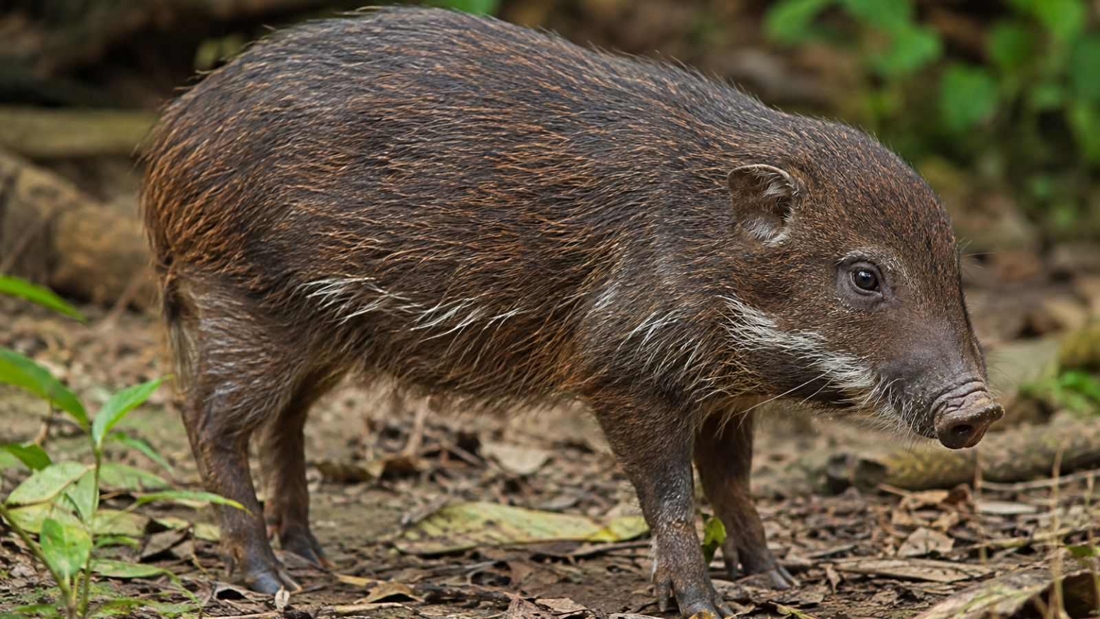 From 6 to 194: How Assam is bringing the pygmy hog back to the wild