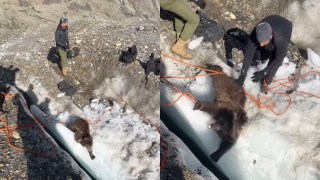 bear cub rescue