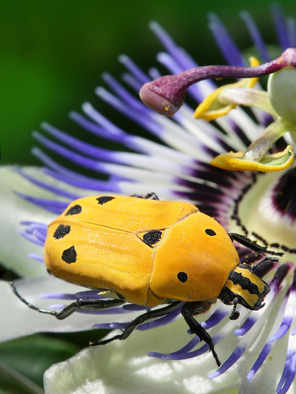 Beautiful insects you may never have seen before | Nimisham – politics