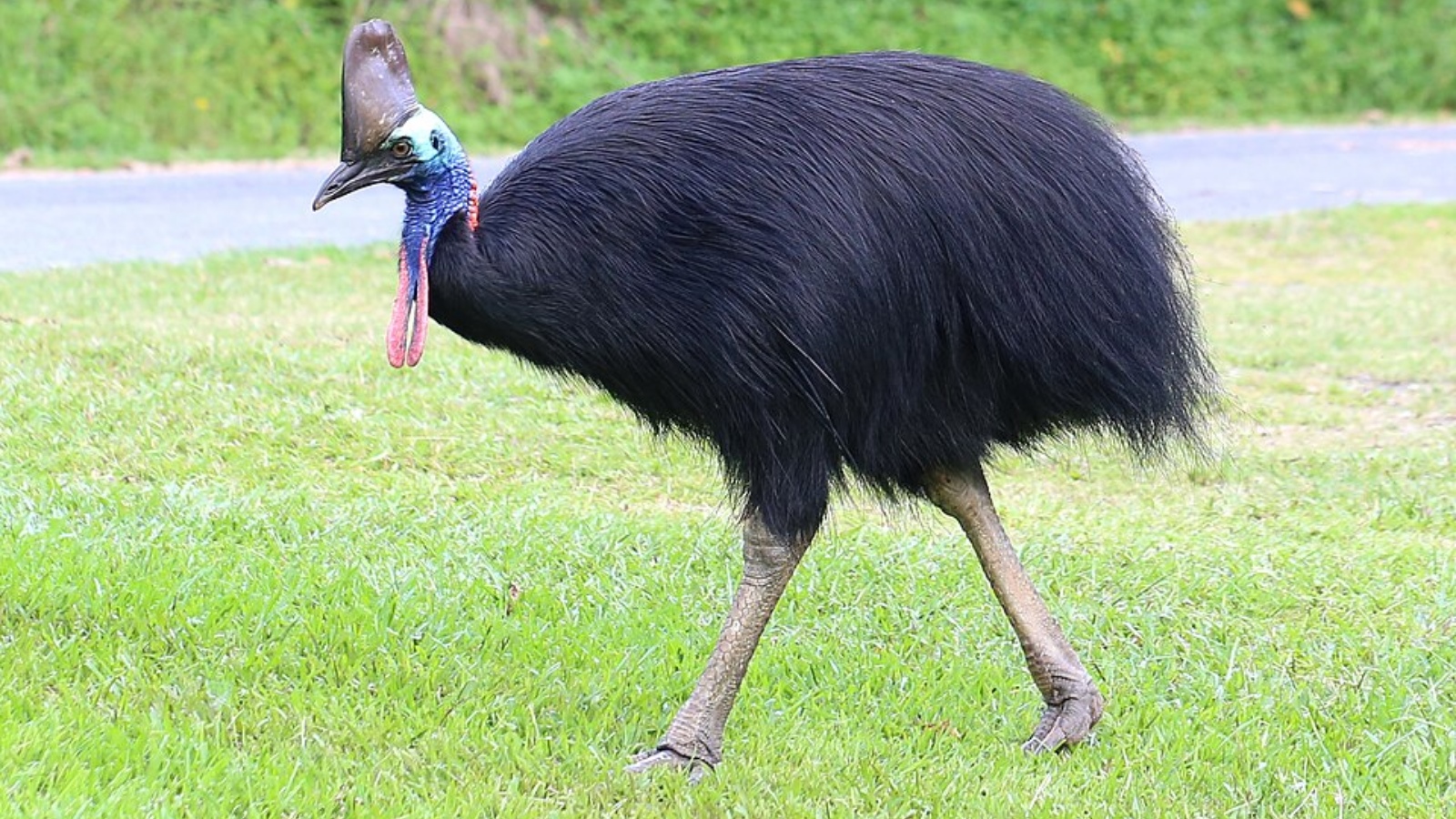 5 heaviest birds in the world — and one weighs 156 Kg