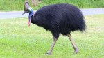 Cassowary